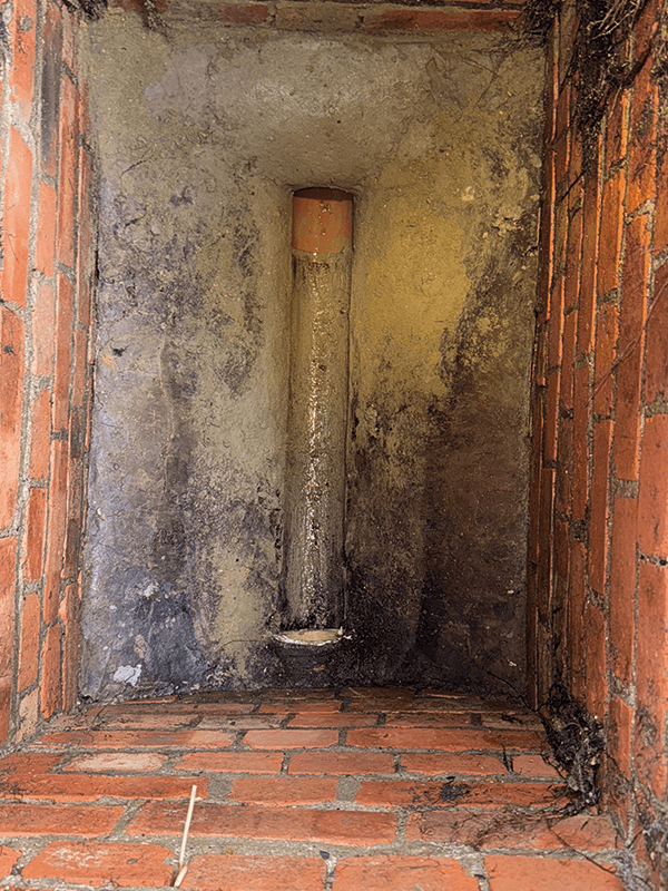 Root Removal — image 3